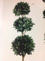 Laurel-Leaf-Topiary.jpg